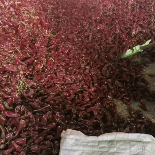 忻州北京红干辣椒