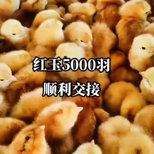 兴平市兴平鸡苗孵化场