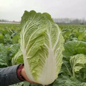 临泉县白菜