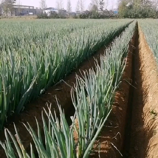 新野县新野县铁杆大葱