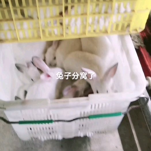 肉兔