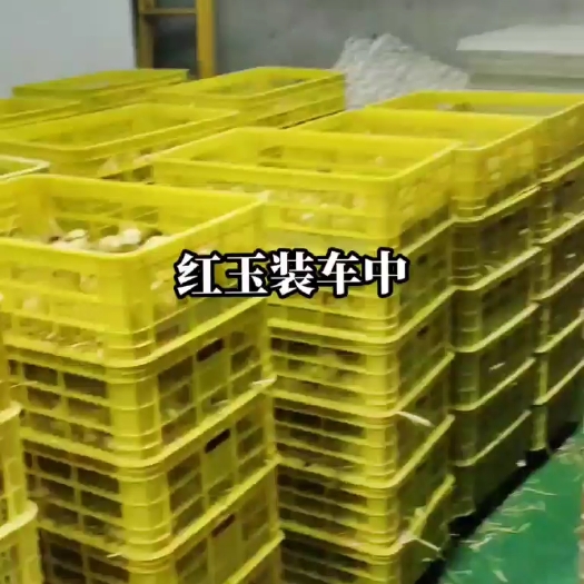 兴平市兴平鸡苗孵化场