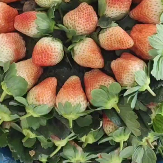 云南永仁县奶油草莓