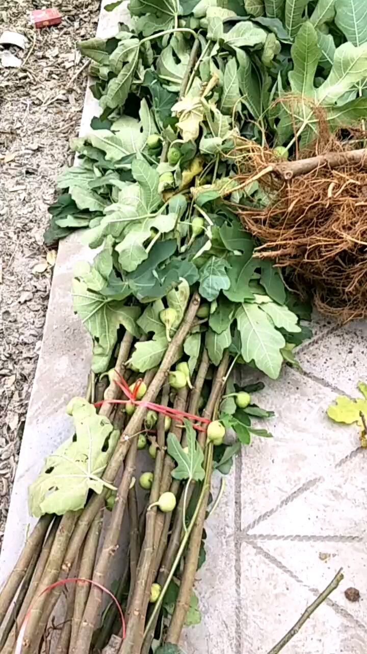 无花果苗出售波姬红无花果树苗价格根布莱瑞克无花果苗