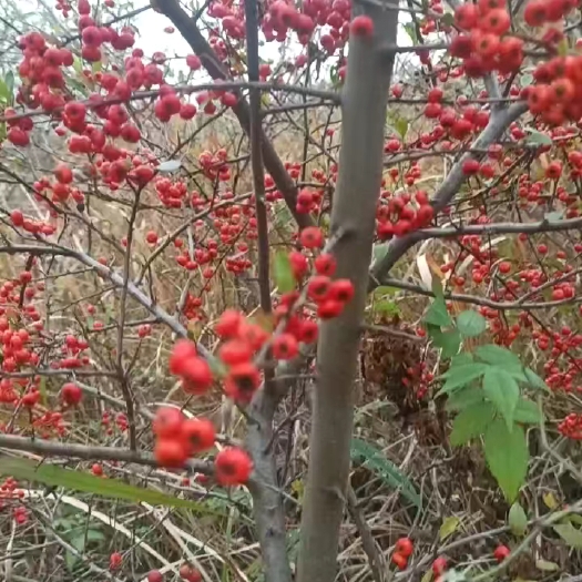 火棘盆栽