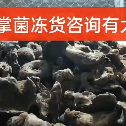 成都虎掌菌冻货有大货