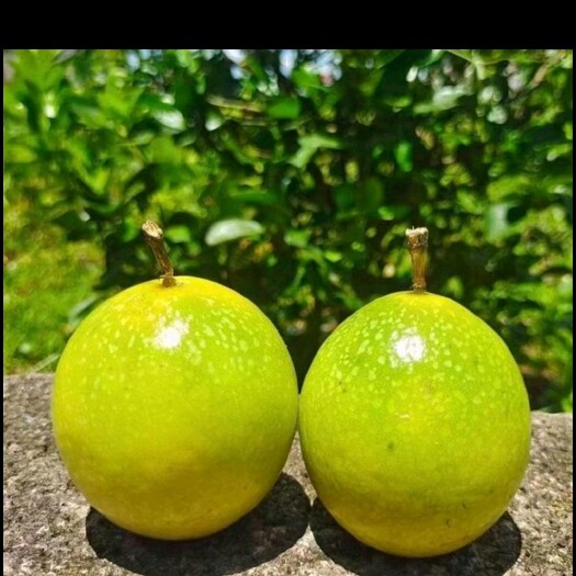 珠海黄金百香果