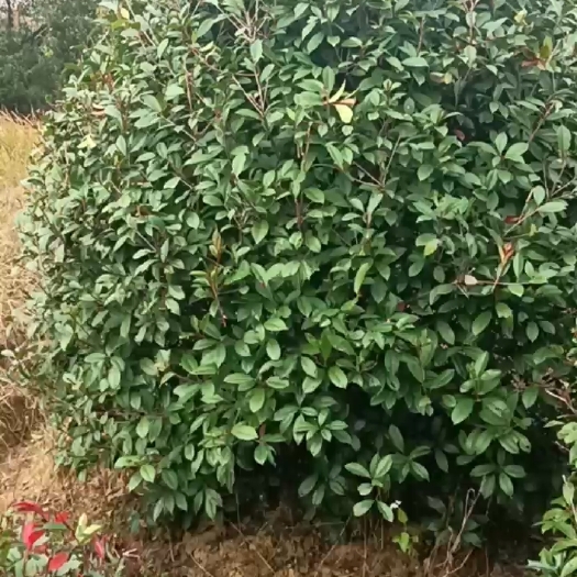 浏阳市石楠球2米