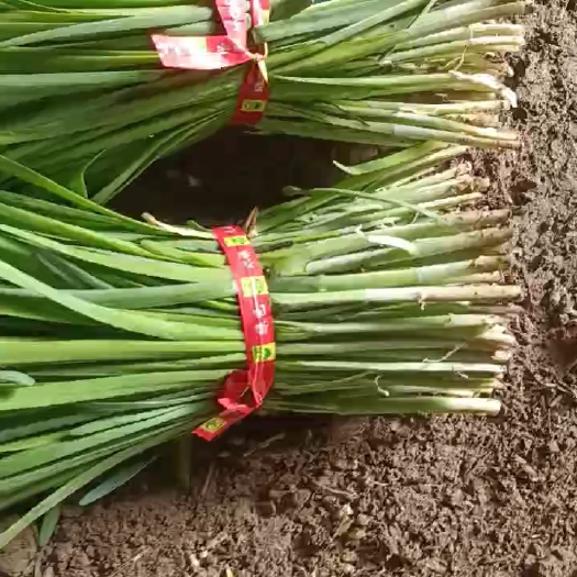 北镇市韭菜，根粗，颜色绿，