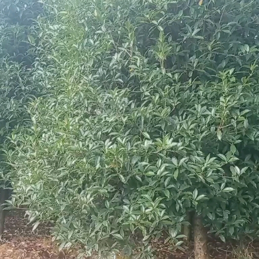 咸宁黄金桂花树