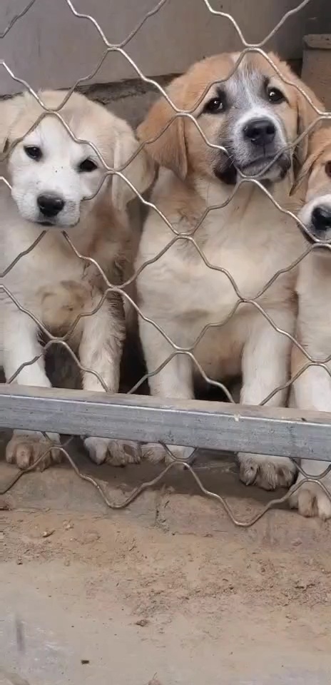 保山杂交肉狗苗，包回收好饲养正规合同，改良肉狗苗