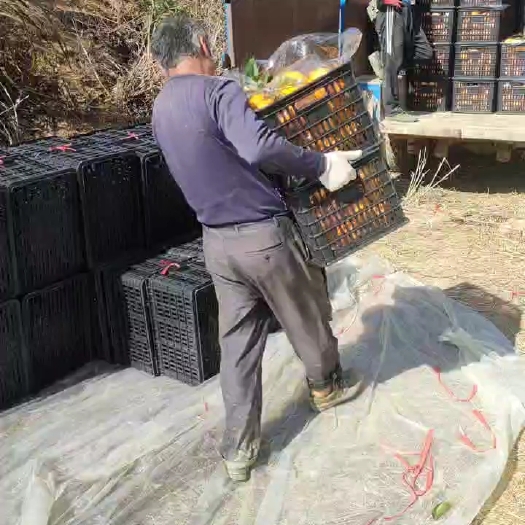 古田县赣南脐橙