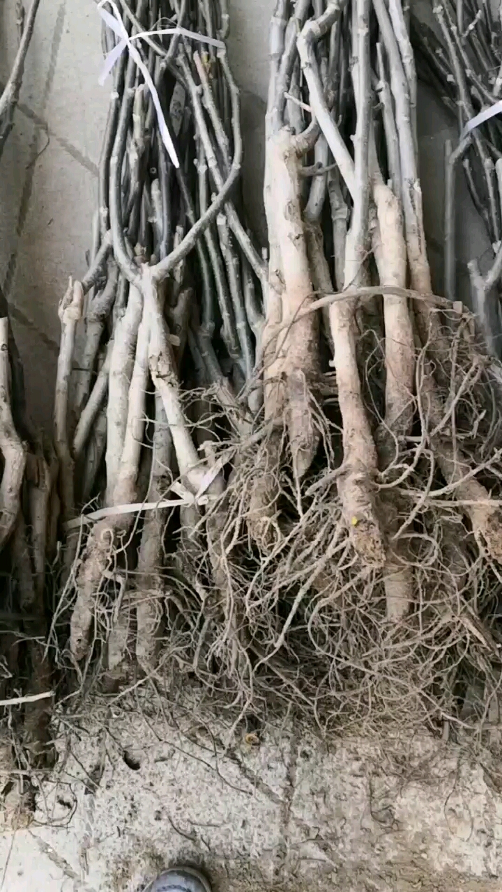 核桃苗出售薄皮核桃树苗价格薄壳香核桃树苗种植
