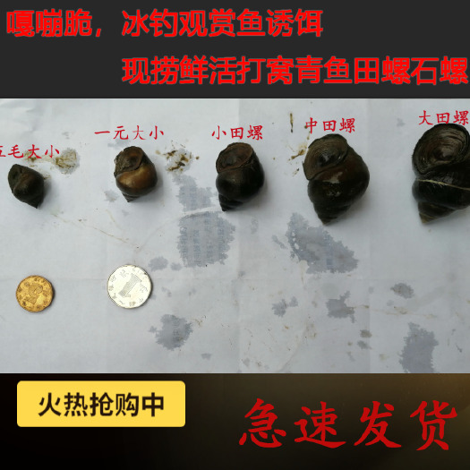 潜江市活体冰钓新鲜田螺观赏鱼饵青鱼活体田螺鱼饵大物专用打窝批发