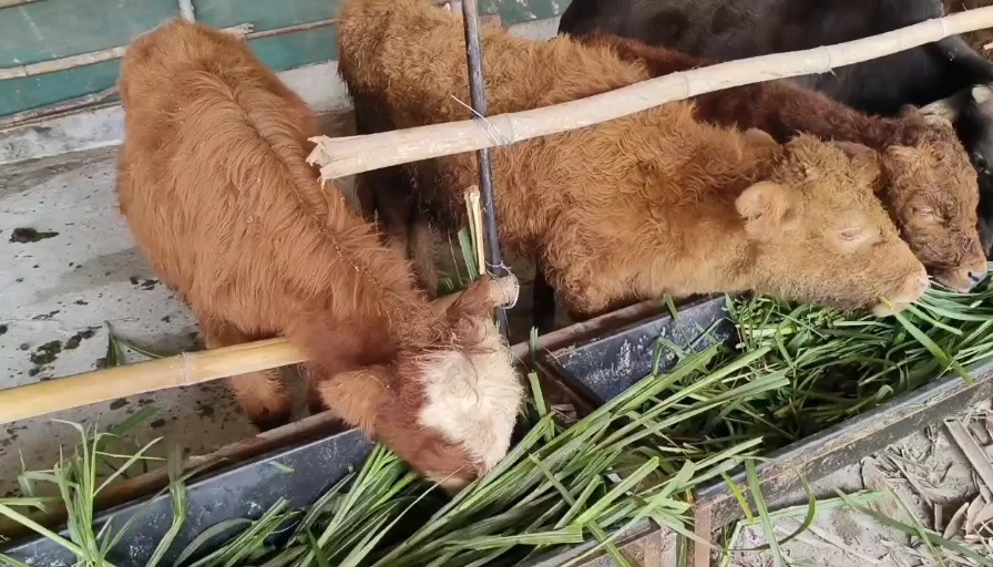 肇庆出售杂交小黄牛