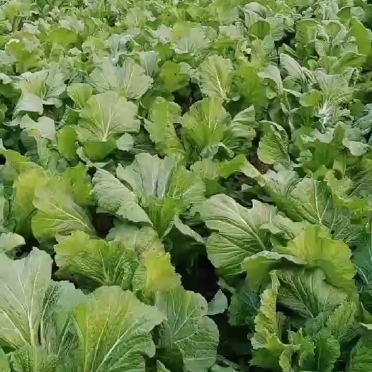 息烽县出售青菜