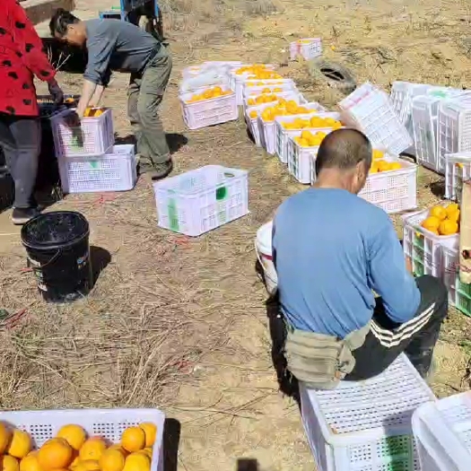古田县赣南脐橙
