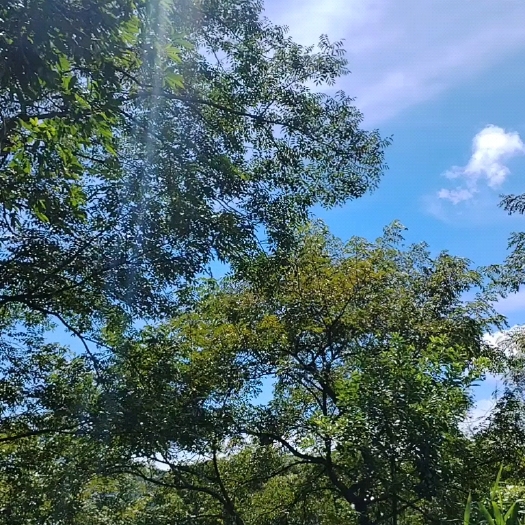 广州瘦身鱼、草鱼