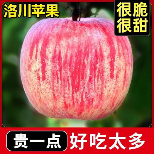 洛川县【拒绝假冒】洛川苹果产地发货陕西红富士新鲜脆甜多汁