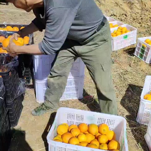 古田县赣南脐橙