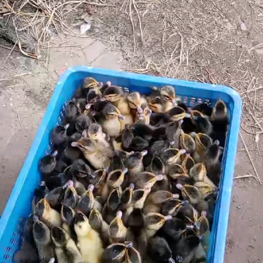 抚州骡鸭