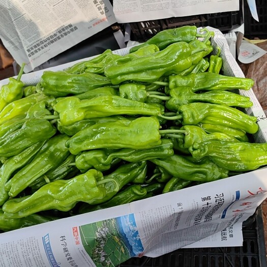 徐闻县大量各品种鲜辣椒有货！我在产地