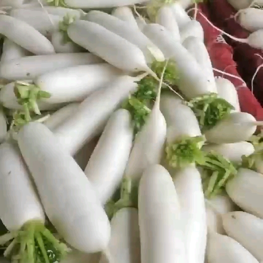 重庆市天天有多款白萝卜