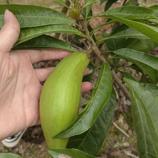 木瓜仙桃苗 果子又大又长