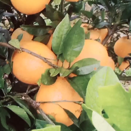 辰溪县纽荷尔