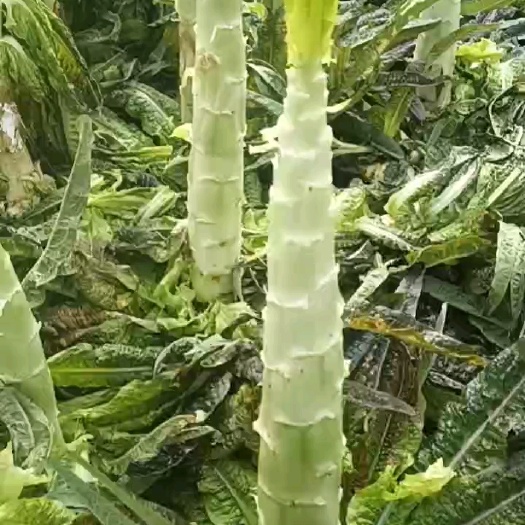 大理市紫叶莴笋杆
