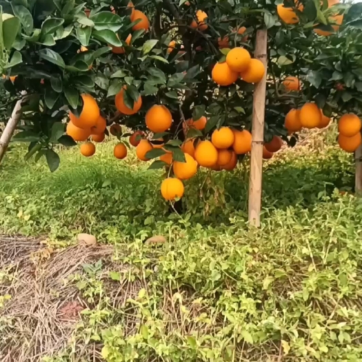 于都县赣南脐橙