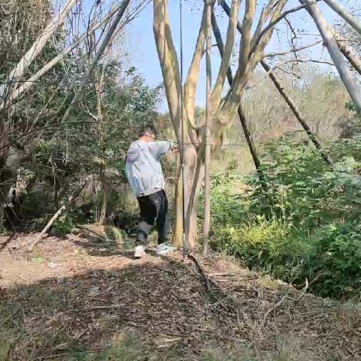 灵山县原生红花紫薇