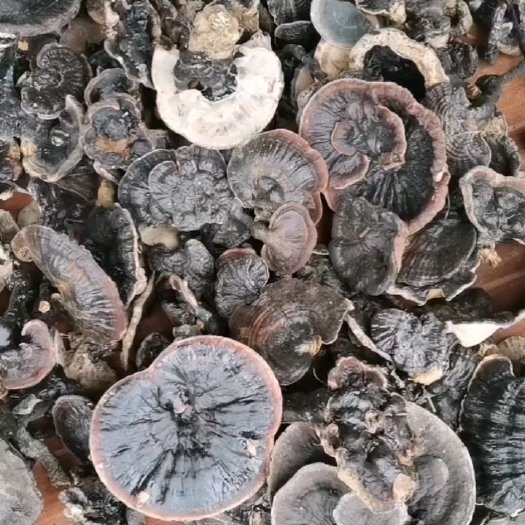 黑灵芝，精选11-15公分以上单边，朵型好看