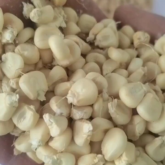 精品糯玉米粒
