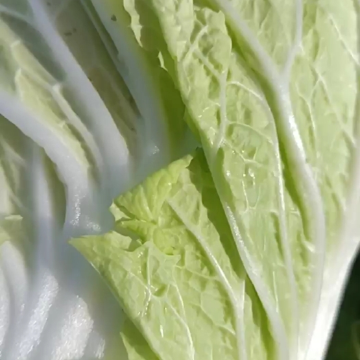 临泉县白菜