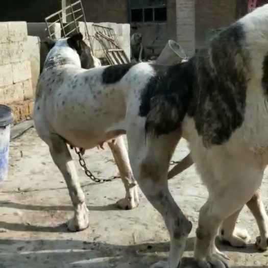 灵璧县中亚牧羊犬