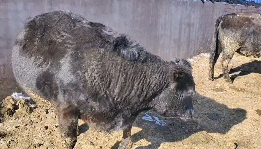 察右中旗肥母牛