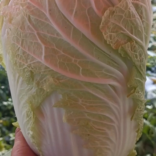 临泉县矮白菜