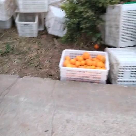 金堂县金堂三溪镇脐橙