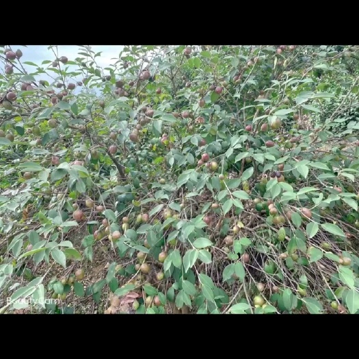 建德市高山茶油，走过路过不要错过，保证最正宗，有需要的可以购买