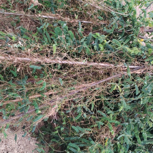 钟山县广西省原产地鸡骨草，大量供应