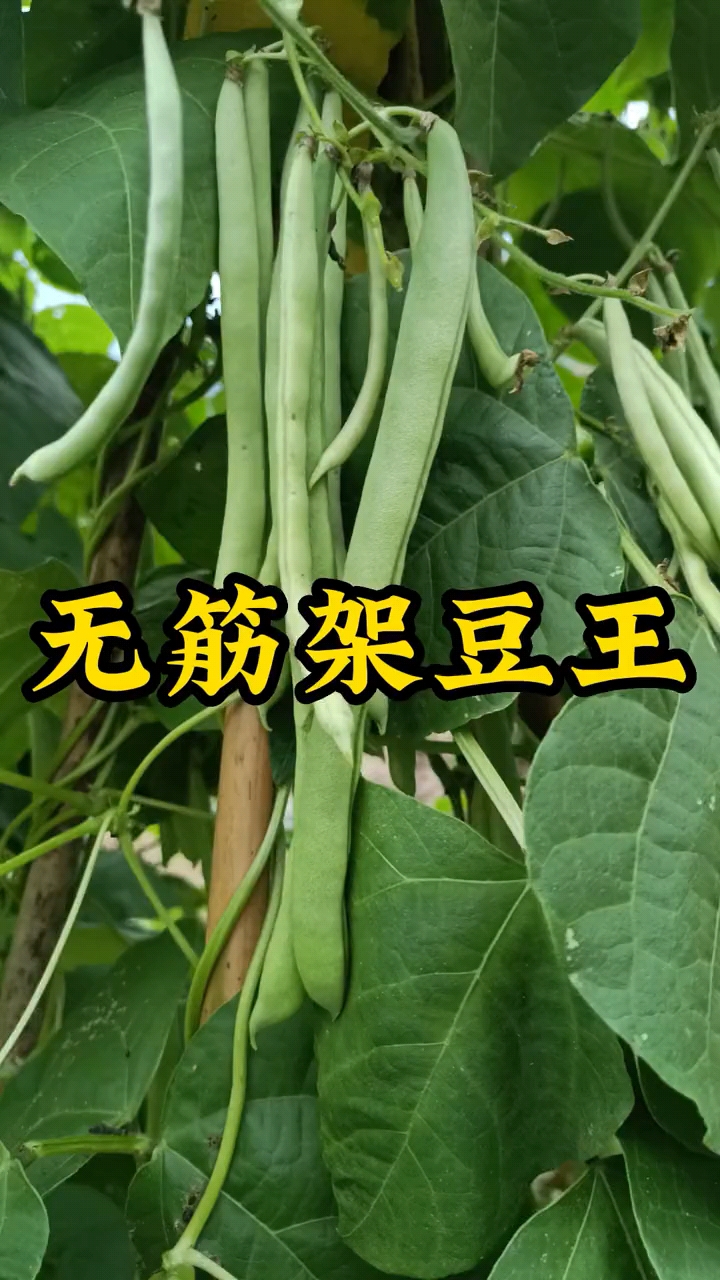 泰国无筋架豆王豆角种子，架豆种子，结荚多，无筋肉厚，抗病强