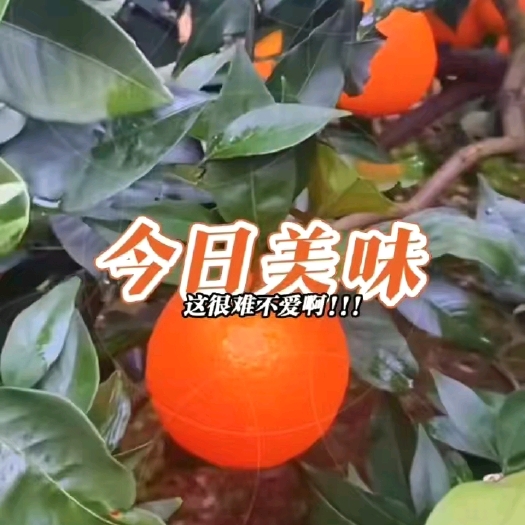 奉节不打蜡不催红不打甜霉素的三峡库区脐橙