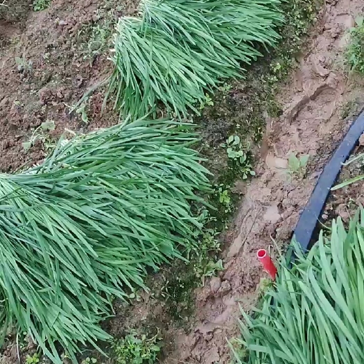 南宁大叶韭菜