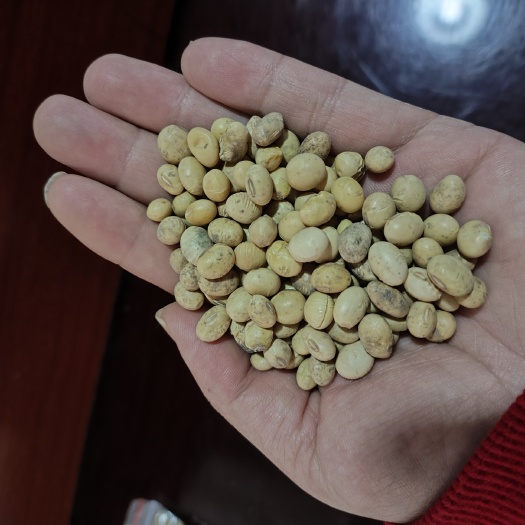 重庆市精选湖北豆-高蛋白黄豆大豆-混合颗粒豆浆豆腐腐竹专用豆