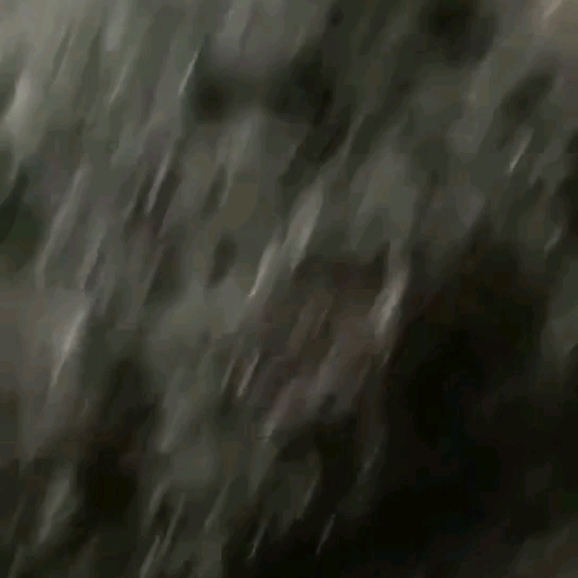 地胆头种子