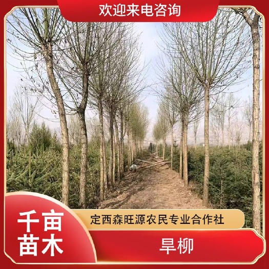 甘肃旱柳5公分6公分7公分以上规格齐全