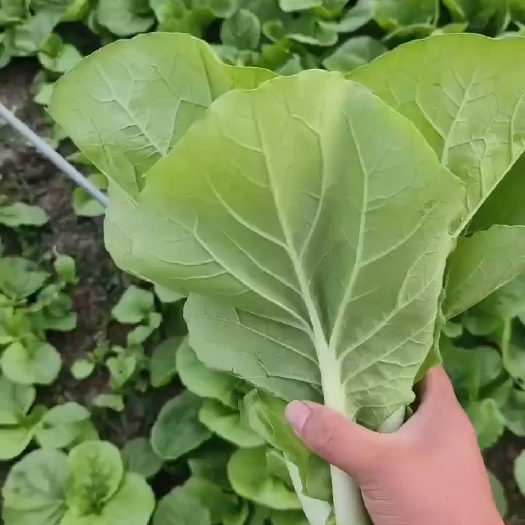 杭州小白菜