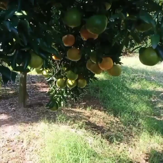 龙游县椪柑