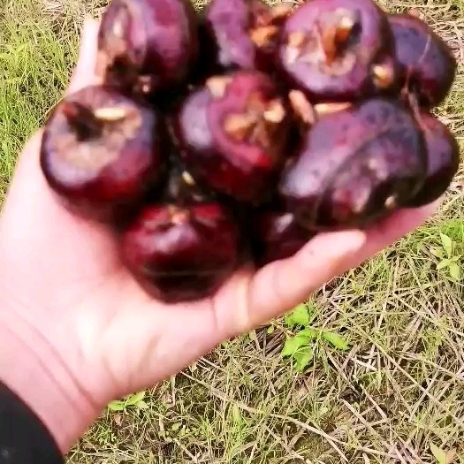 柳城县马蹄